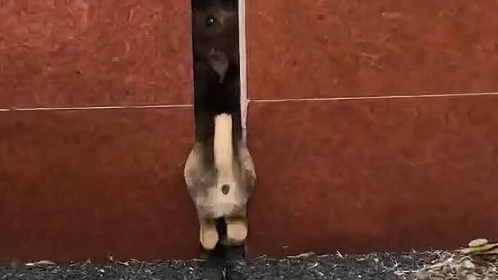 I was in a terrible mood—until I saw this silly dog!