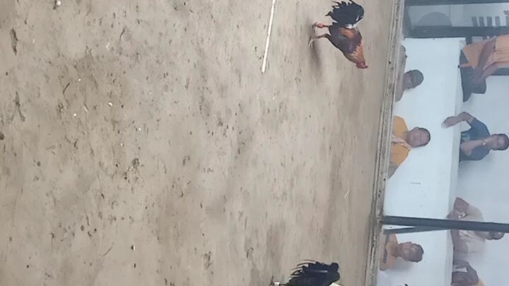 2nd fight win 💪 2x winner broodcock hatch grey vs dalusapi