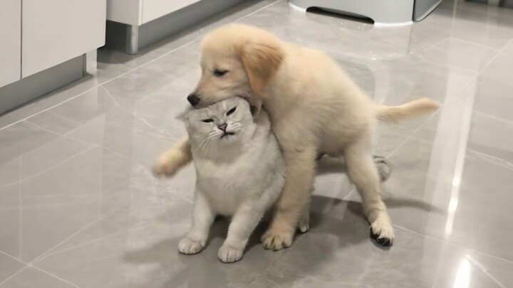 “Hấp nước ép quả hồng, vốn dĩ là như vậy”