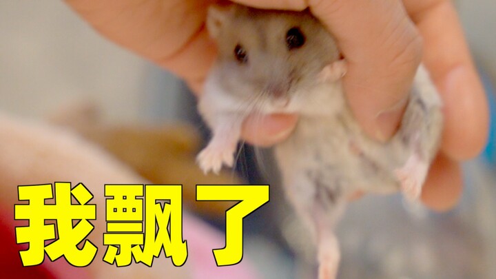 What happens if a hamster lives with a cat for half a year? Hamster: I can brag for the rest of my l