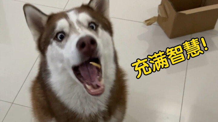 Just as the husky is going all out to catch the food, someone suddenly tosses a pill his way—will he