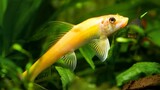 ikan pembersih aquarium - ikan chinese algae eater