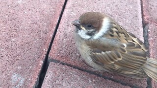 A little sparrow that doesn't fly
