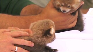 在公开会议上从麻袋里掏出两只小熊猫幼崽，被热情围观。