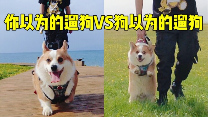 What You Think Dog Walking Is vs. What Dogs Think Dog Walking Is