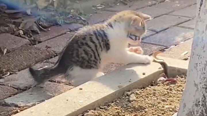 Kucing kecil di rumah tetangga