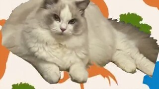 Please help my cat get elected as the next President of the United States! Please!