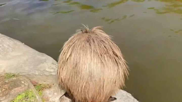 Một quả dừa định đi bơi Σ( ⚆൧⚆)