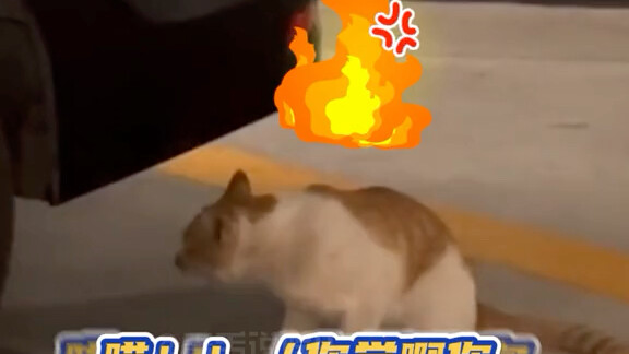 القطة: إن كنت جريئًا، فتعالِ وتحداها!