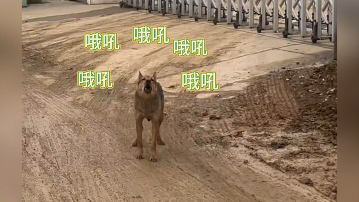 谁教它们这样叫的