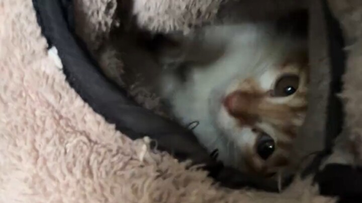 Suhu udara turun, selimut penghangat pada sepeda listrik paling mudah dihuni kucing