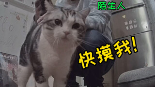 Say quá rồi! Chủ nhân không có nhà, người lạ đến chơi! Mèo: Đừng đi! Tôi muốn gả thân cho anh...