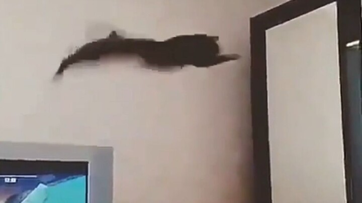 Kumpulan kegagalan kucing, makhluk nakal dari Planet Meong ternyata sampai juga hari ini!