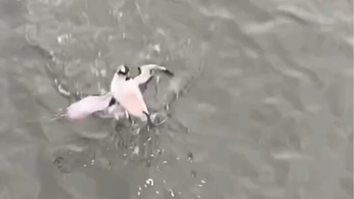 The British-unique way of “fishing” for birds