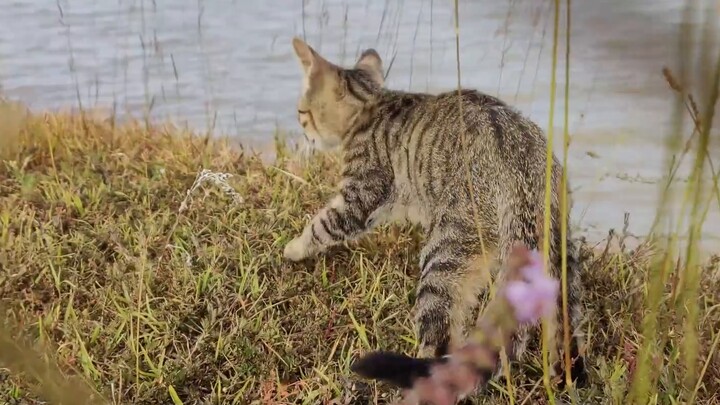 Kucing yang disarankan orang lain untuk saya singkirkan sekarang adalah seorang ibu