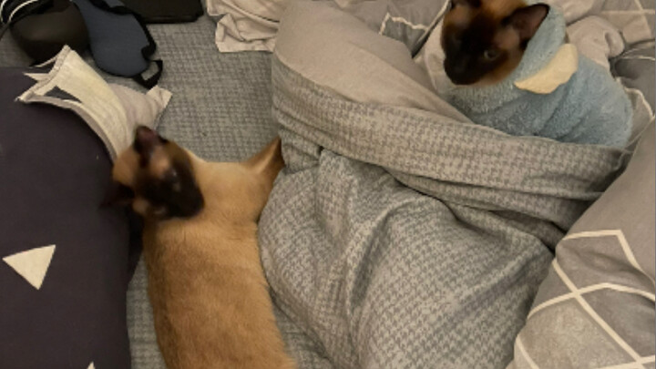 Absolutely don't get a Siamese cat! It sleeps stretched out inside the blanket.