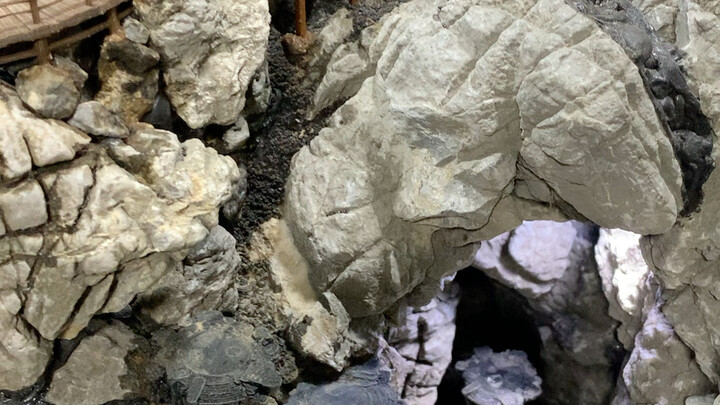 你能想象到它种完苔藓放完水的样子吗？
