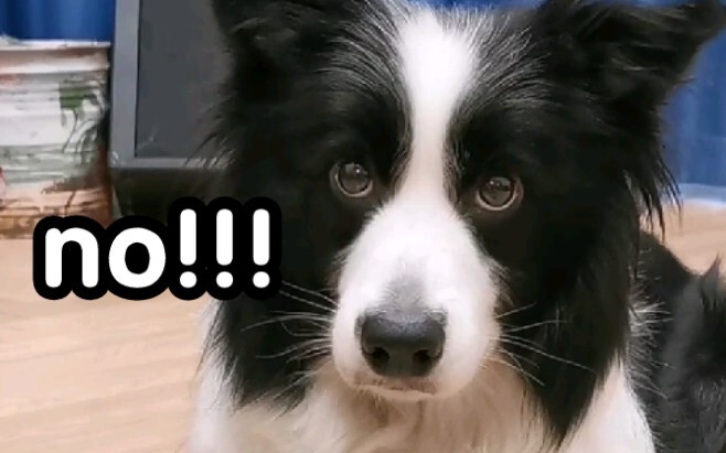 Saat bertanya apakah anak anjing mencintai tuannya…