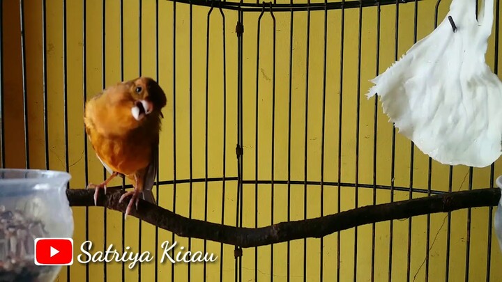 Suara Kenari Gacor / Cocok Buat Pancingan Kenari Macet Bunyi