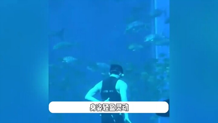 The male merman at the aquarium turns out to be Wu Lei—dancing with schools of fish underwater witho