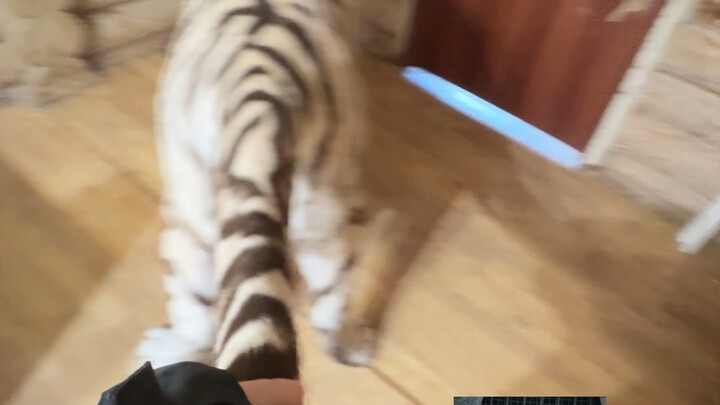 🐑: Our baby isn’t fat at all!