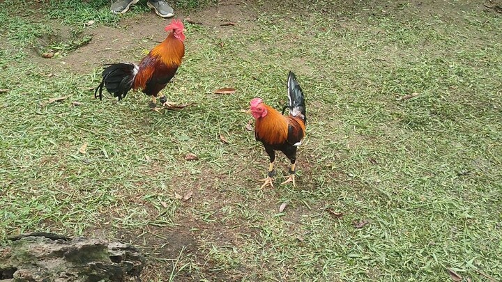 beginner sa pag mamanok