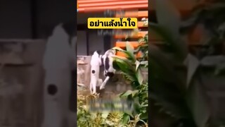^ดูรวมคลิปเต็มกดลิงค์ข้างบน^ อย่าแล้งน้ำใจ #funny #reels #awesome #รวมคลิปตลก