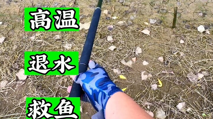 Found a Big Black Fish in a Shrunken Creek — Thought It Was Done for, But Turns Out It’s Totally Fin