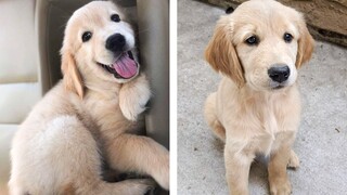 Cute Golden that Will Make Your Day So Much Better 🥰 | Cute Puppies