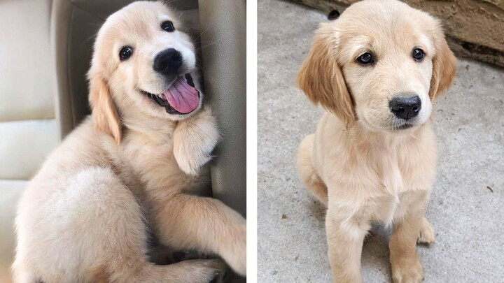 Cute Golden that Will Make Your Day So Much Better 🥰 | Cute Puppies