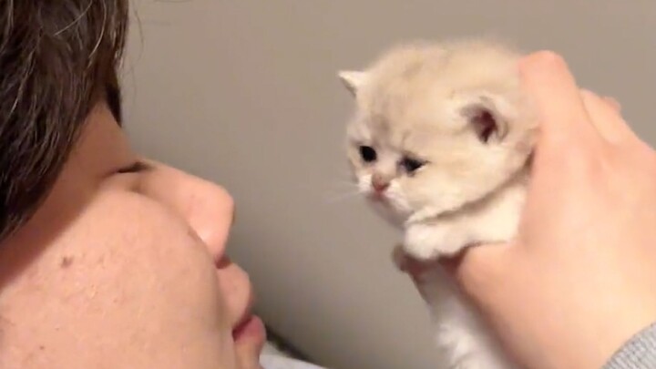 Cat: I’ve never been this dumbfounded, not even in my past life!