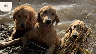 The dark history of a puppy!