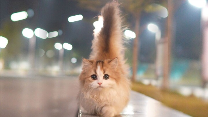 The tail is bigger than the cat's!