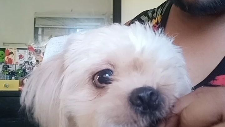 doggy eating sampaloc