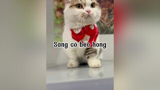Sáng có béo hong ạ cat mèo