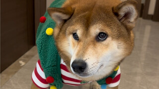 妈妈的好大儿（年度总结）