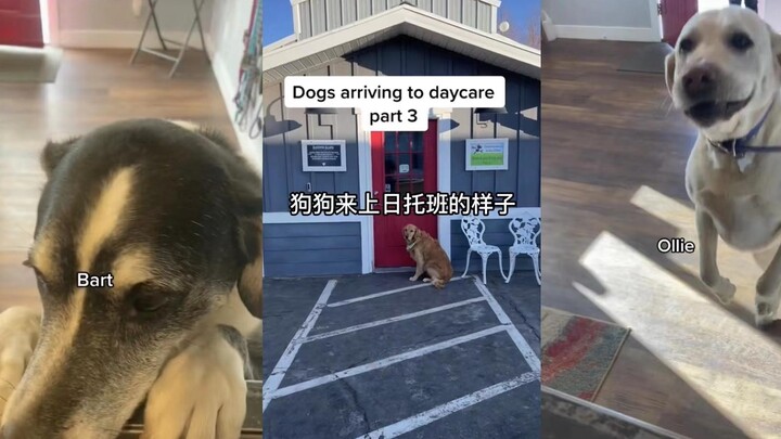 Penampilan anjing saat mengikuti kelas penitipan harian Bagian 2