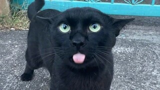 ก่อนได้ขนมแมว: ไสหัวไปเลย!!! 😡หลังได้ขนมแมว: เธอเรียกฉันว่ามีมี่ก็ได้นะ☺