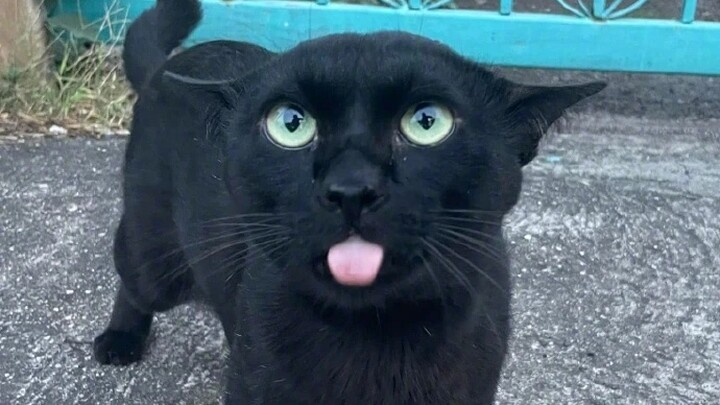 قبل أن أحصل على شريط القطط: ابتعد!!! 😡 بعد أن حصلت على شريط القطط: يمكنك مناداتي ميمي ☺