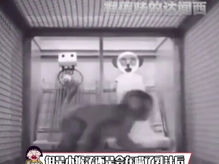 Eksperimen kejam pada monyet rhesus