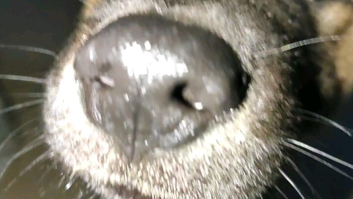 You Can Actually Score a Dog on Campus!