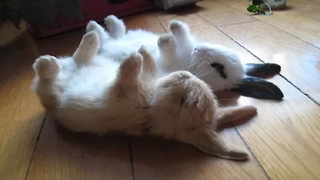 วิดีโอกระต่ายเด็กกระต่ายตลก 2 - การรวบรวมกระต่ายน่ารัก 2018
