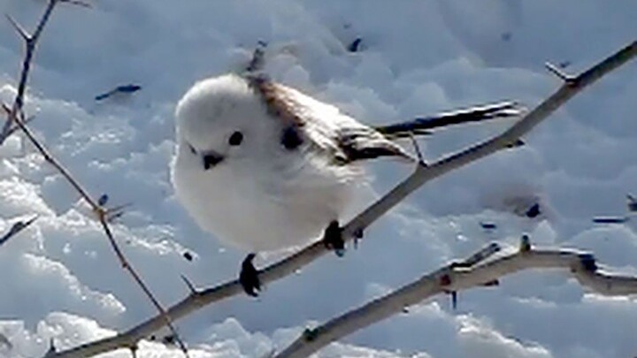 【เฟยชิว】กระโดดโลดเต้นบนกิ่งไม้ นางฟ้าหิมะนุ่มนิ่ม นกอีแพรดคอเงิน (Aegithalos caudatus) || 99girsl【แบ
