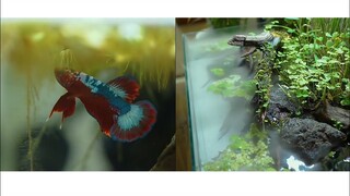 Building A New Home For Betta Fish - DIY - Time lapse