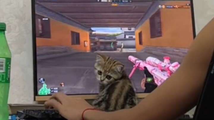 Cat: So games are more important than me, right?