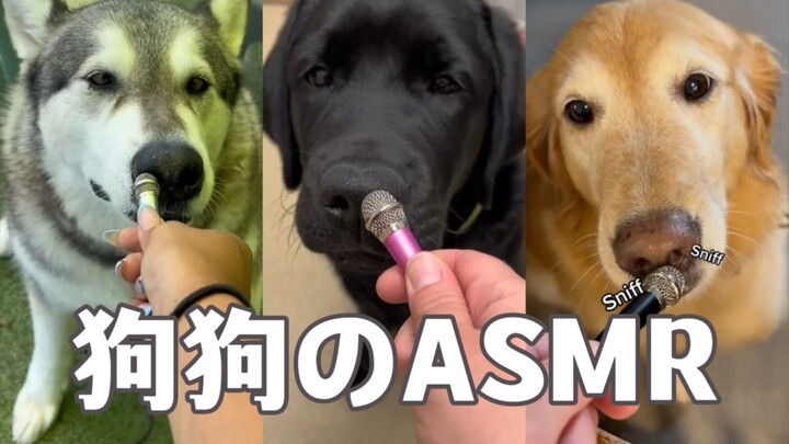 Dog sniffing ASMR Pt.2