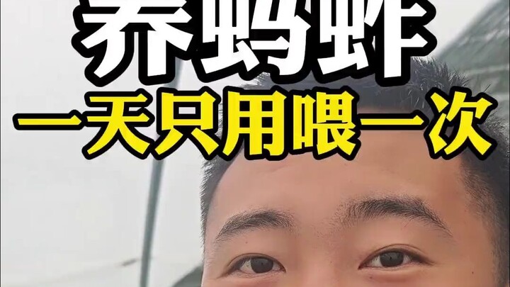 下雨就是休息日，蚂蚱养殖