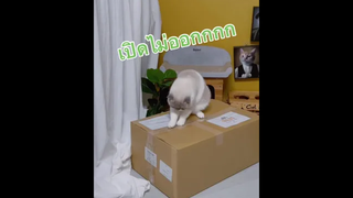 ป๋มอยากเปิดวันนี้ฮะ