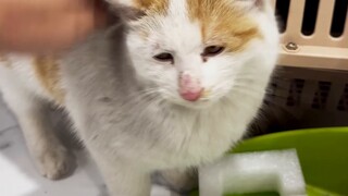 Bị buộc phải nuôi một con mèo? Tôi hy vọng sẽ không có phần nào khác của bộ truyện này!