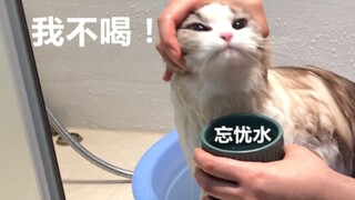 洗猫大战！布偶猫在洗澡的时候一直呼唤老吴，所以老吴到底是谁啊？